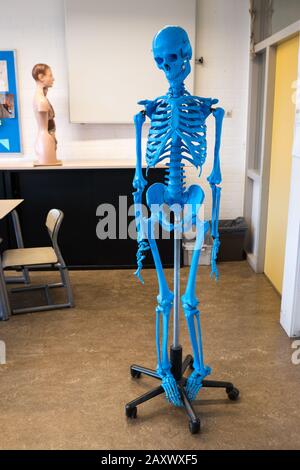 Skelett im Klassenzimmer, verwendet im Biologieunterricht Stockfoto