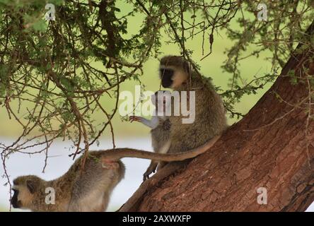 Niedlicher Baby Vervet Monkey, der von seiner Mutter im Tarangire National Park, Tansania, gehalten wird. Stockfoto