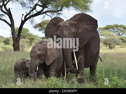 Elefantenmutter, Jugendliche und Baby essen zusammen Gras im Tarangire National Park, Tansania. Stockfoto