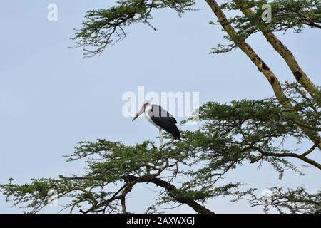 Marabou Stork in einem Baum hoch über den Serengeti Plains, Tansania. Stockfoto