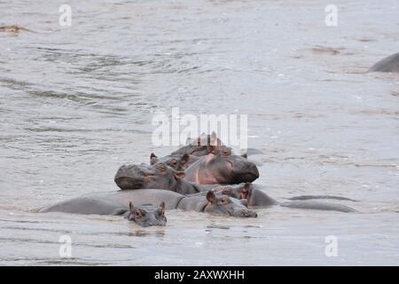 Der junge Hippos ruht auf einander, Fischgrätenmuster, in einem Nilpferdpool im Serengeti-Nationalpark, Tansania. Stockfoto