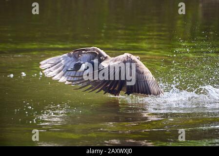 Canada Goose Start and Fly from River (Branta Canadensis) Stockfoto