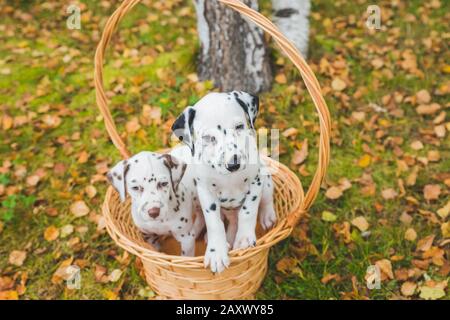 Porträt von zwei süßen dalmatiner Hunden mit schwarzen und braunen Flecken. Lächelnde reinrassige dalmatiner aus 101 dalmatiner Film Stockfoto