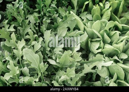 Im Garten die jungen Pflanzen wachsen Kopfsalat. Stockfoto