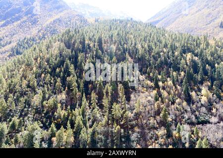 Luftbild über dem grünen Walddach der Kiefernwälder auf der Bergkuppe des Himalaya. Piniwald Wald Auf Dem Top Of Highland Valley. Hügel Wälder autum Stockfoto