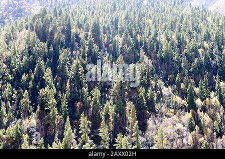 Luftbild über dem grünen Walddach der Kiefernwälder auf der Bergkuppe des Himalaya. Piniwald Wald Auf Dem Top Of Highland Valley. Bergwälder treel Stockfoto
