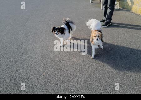 Zwei Papillon-Hunde laufen auf einer Asphaltpromenade frei zur Kamera Stockfoto