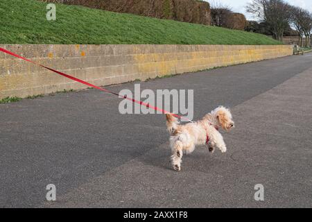 Süßer flauschiger Hund aus Maltese oder Pudel, außen an einer roten Leine oder Leine gezogen Stockfoto