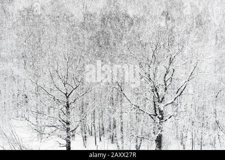 Blick über den Winter auf den starken Schneefall über Wald Stockfoto