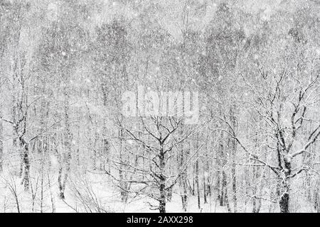 Blick über den Schneesturm über den Wald im Winter Stockfoto