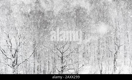 Panoramasicht auf starken Schneefall über Wald im Winter Stockfoto
