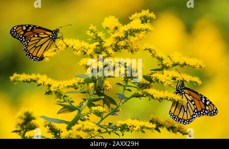 Monarch-Schmetterlinge, die sich auf Goldenrod auf einer wilden Wiese in den Pocono Mountains von Pennsylvania ernähren Stockfoto