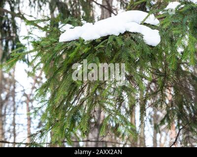 Schnee auf grünem Fichtenzweig im Wald des Stadtparks am sonnigen Wintertag Stockfoto