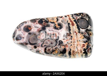 Polierter Jaspis aus Leopardenhaut (Jaguarstein) mit Schmuckstein auf weißem Grund Stockfoto