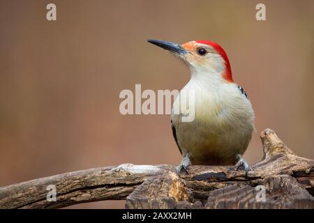 Red Belogen Woodpecker Melanerpes carolinus Profile auf einem umgestürzten Baumstamm im Ojibway Park Nature Reserve in Windsor, Ontario Kanada Stockfoto