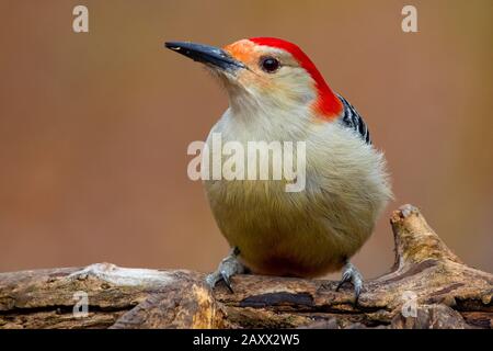 Red Belogen Woodpecker Melanerpes carolinus Profile auf einem umgestürzten Baumstamm im Ojibway Park Nature Reserve in Windsor, Ontario Kanada Stockfoto