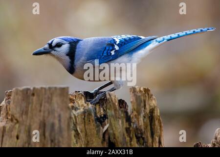 Farbenfrohes und majestätisches blau-weißes bluejay thront auf einem umgestürzten Baumstumpf Stockfoto