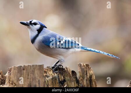 Farbenfrohes und majestätisches blau-weißes bluejay thront auf einem umgestürzten Baumstumpf Stockfoto