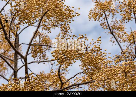 Gelbe Frucht einer Pflanze Melia Azedarach an einem Baum. Pflanzen von Montenegro. Melia Azedarah Stockfoto