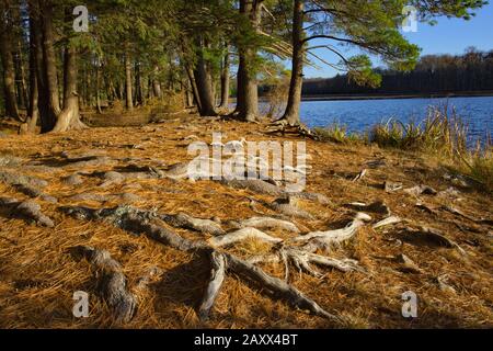 Die exponierten Wurzeln der östlichen weißen Kiefer im Promised Land State Park in Pennsylvania Stockfoto