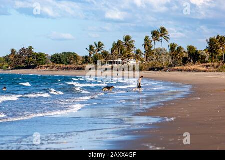 Mann und Hund im Tourist am Strand, Queens Beach, Queensland, Australien Stockfoto