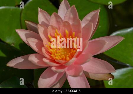 Blumenblume Im Lilypad Stockfoto