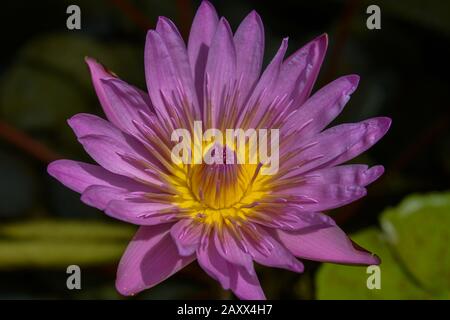 Blumenblume Im Lilypad Stockfoto