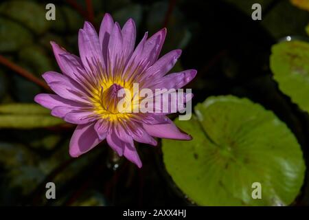 Blumenblume Im Lilypad Stockfoto