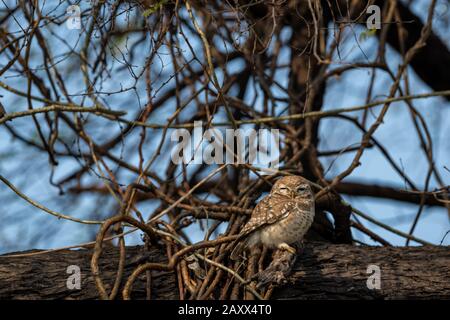 Gepunktetes Ewlet oder Athene brama thront am Baumstamm in frühen Morgenblauen Stunden im keoladeo Nationalpark oder bharatpur Vogelschutzgebiet, indien Stockfoto