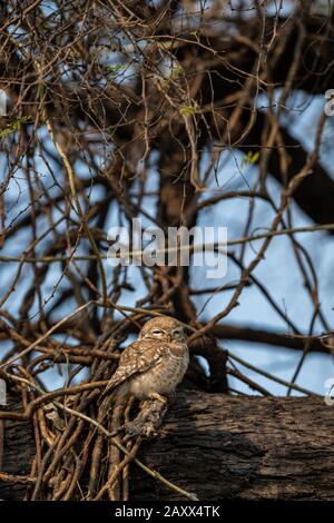 Gepunktetes Ewlet oder Athene brama thront am Baumstamm in frühen Morgenblauen Stunden im keoladeo Nationalpark oder bharatpur Vogelschutzgebiet, indien Stockfoto