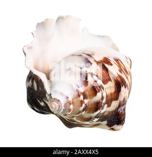 Getrocknete leere Conch von dunkelbraunen Muriciiden mollusk Ausschnitt auf weißem Hintergrund Stockfoto