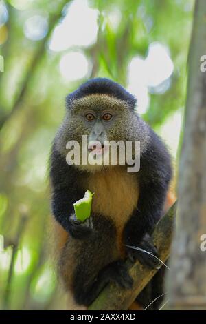 Goldener Affe im Bambuswald des Volcanoes National Park in Ruanda. Stockfoto