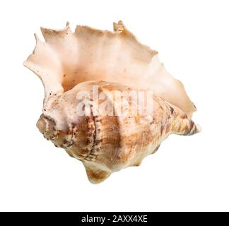 Getrocknete leere Schale der Meeresschnecke auf weißem Hintergrund Stockfoto