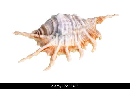 Getrocknete Murex-Schnecke-Schale auf weißem Hintergrund Stockfoto