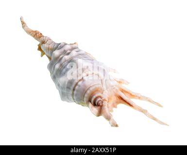 Getrocknetes Conch von Murex-Schnecke-Ausschnitt auf weißem Hintergrund Stockfoto