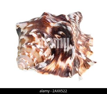 Getrocknetes dunkelbraunes Gestank von Muricidas mollusk auf weißem Grund Stockfoto