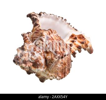 Getrockneter leerer Conch von braunen Muriciiden Mollusk Ausschnitt auf weißem Hintergrund Stockfoto