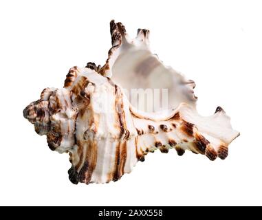 Getrocknete leere weiße Conch von Muricidas mollusk Ausschnitt auf weißem Hintergrund Stockfoto