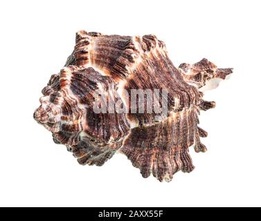 Getrocknetes dunkelbraunes Gestank von Muricidas mollusk auf weißem Grund Stockfoto