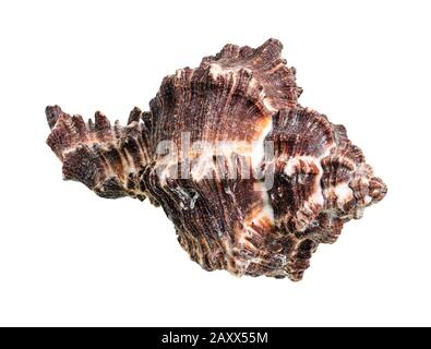 Getrocknete dunkelbraune Muschel muricider Weichtiere auf weißem Grund Stockfoto