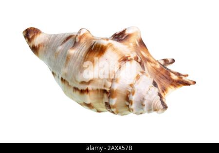 Getrocknete Conch von Muricidia-Schnecke auf weißem Grund Stockfoto