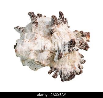 Getrocknete weiße Schale aus Felsschnecke auf weißem Grund Stockfoto