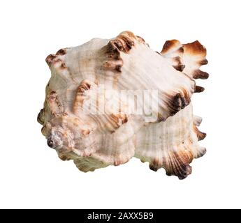 Getrockneter Einschnitt der Felsschnecke auf weißem Grund Stockfoto