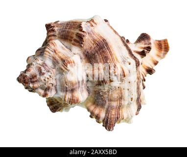 Getrocknete Conch von muriciden Weichtieren auf weißem Hintergrund Stockfoto