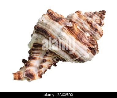 Getrocknete Muschel muricider Weichtiere auf weißem Grund Stockfoto