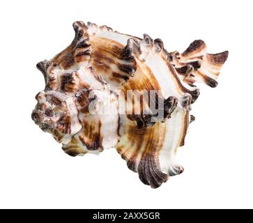 Getrocknete braun gestreifte Conch von muriciiden Mollusk Ausschnitt auf weißem Hintergrund Stockfoto