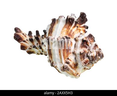 Getrocknete braun gestreifte Muschel muricider Weichtiere auf weißem Grund Stockfoto