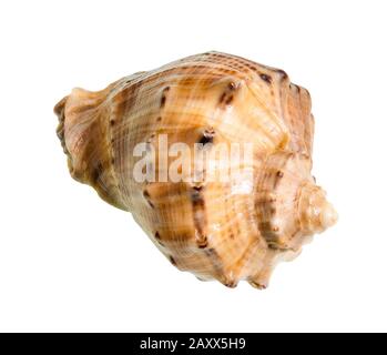 Getrocknete Rapana-Konch auf weißem Hintergrund Stockfoto