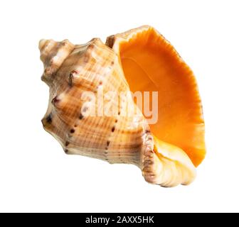 Getrocknete leere Schale mit Rapana-Ausschnitt auf weißem Hintergrund Stockfoto