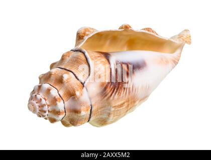 Getrockneter leerer Einschnitt der Seeschnecke auf weißem Grund Stockfoto